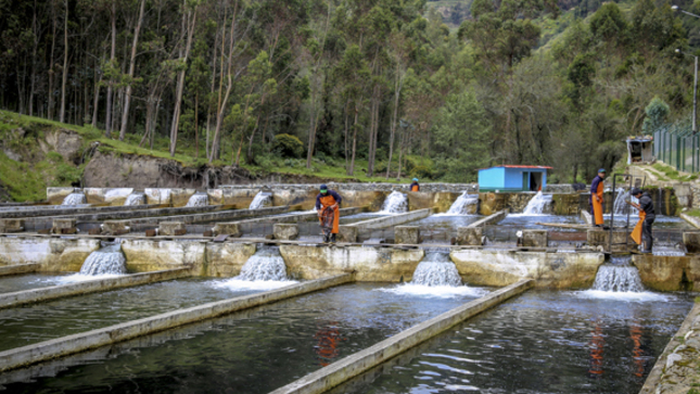 Nueva Política Nacional de Acuicultura espera incrementar en más de 70 % las unidades productivas de este sector