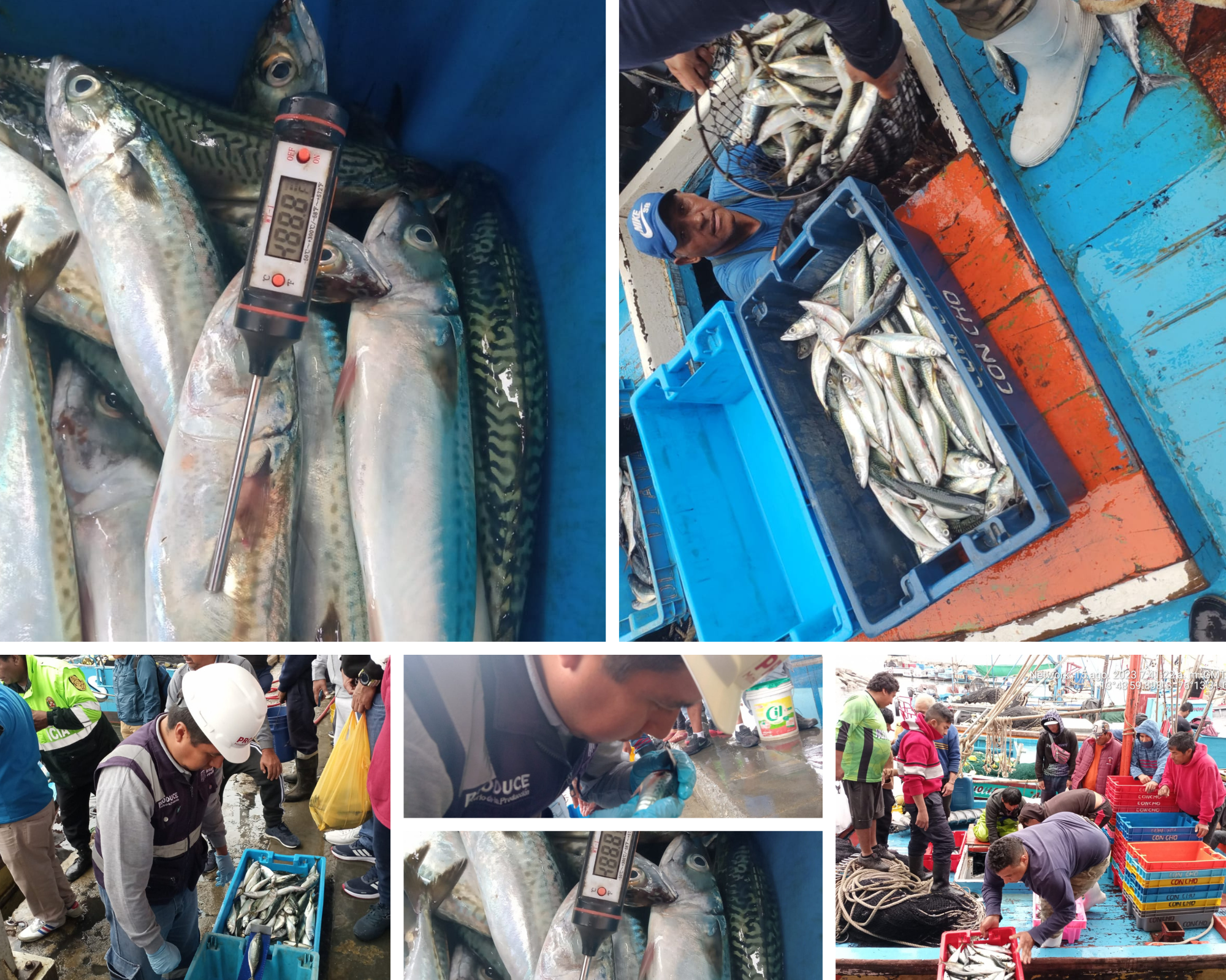 Ica: Produce incauta en Pisco más de 4500 kg de caballa proveniente de la pesca ilegal