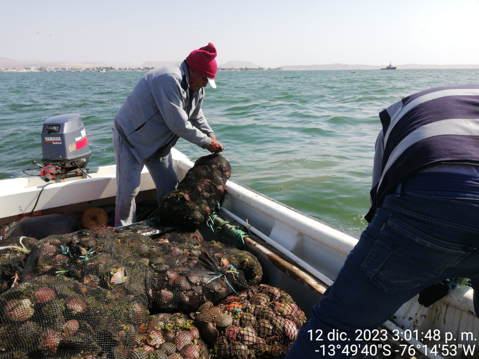 Produce: cerca de tres toneladas de conchas de abanico fueron devueltas a su medio natural en Paracas